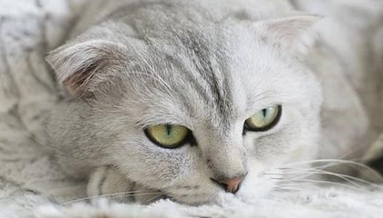 日本网民：高市早苗这一幕，令人感到夸张