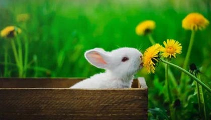 唐国强现身成都武侯祠 网友在偶遇后感慨：“诸葛亮”回来“上班”了