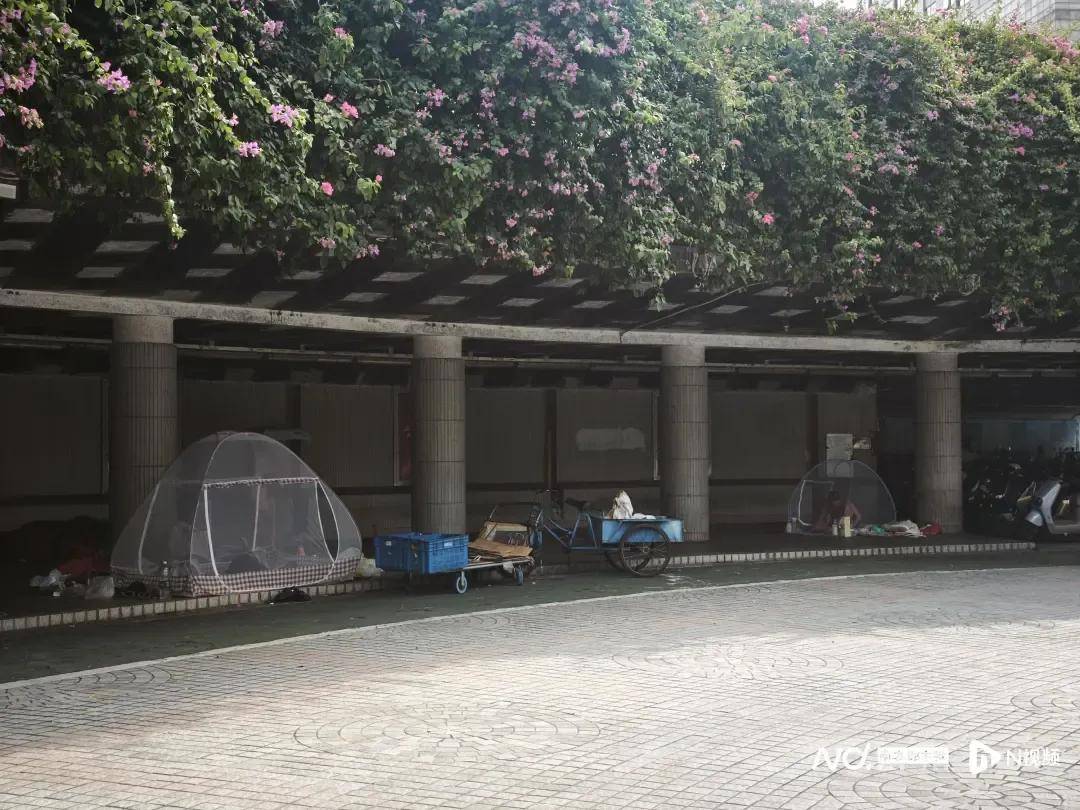 全民灭蚊总动员,大广东给我们上了一课