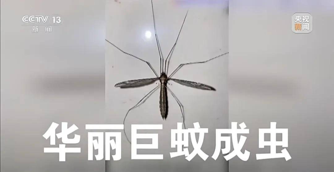 全民灭蚊总动员,大广东给我们上了一课