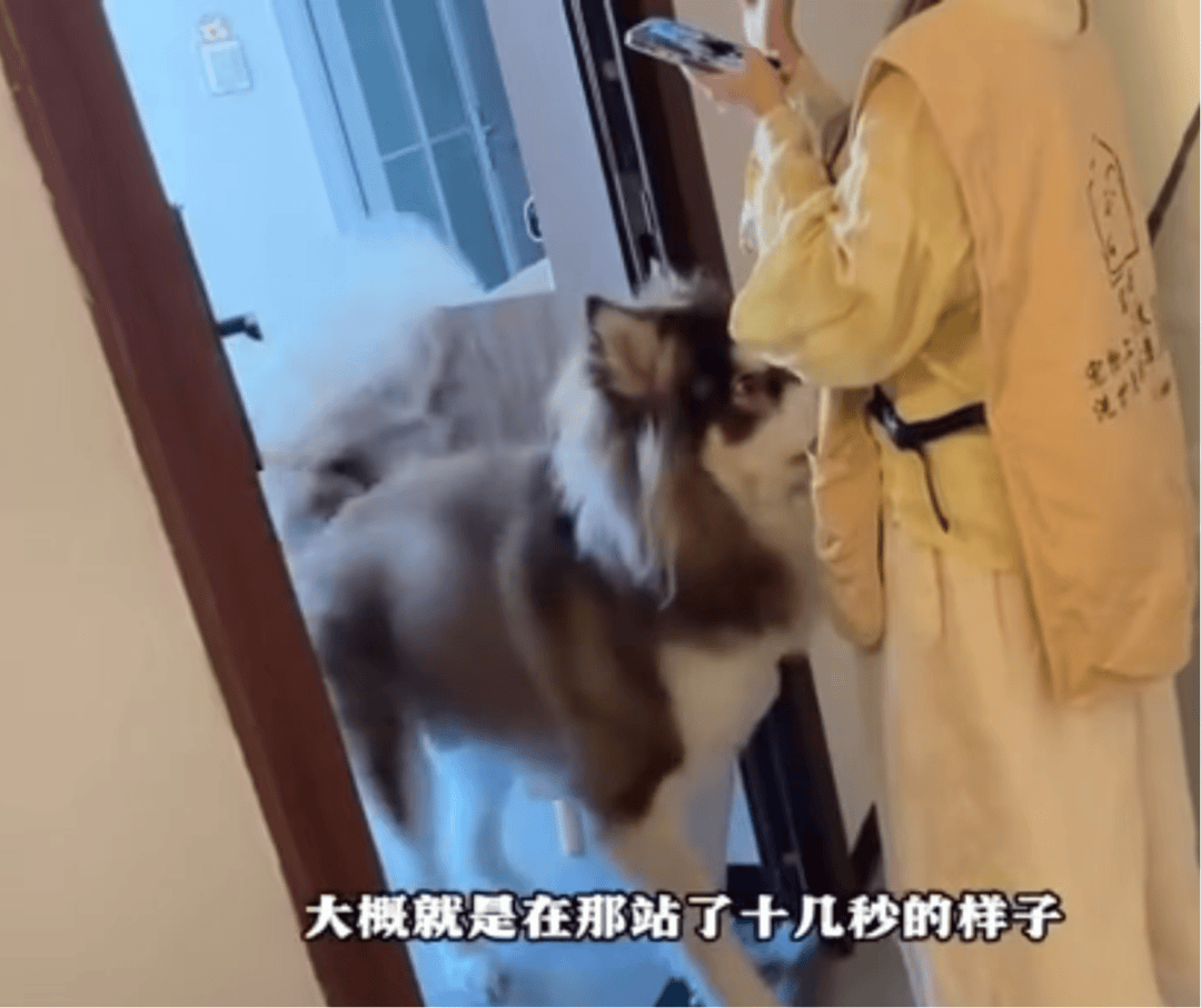 女子上门代喂，被100多斤阿拉斯加犬咬伤遭毁容，狗主人称不担全责