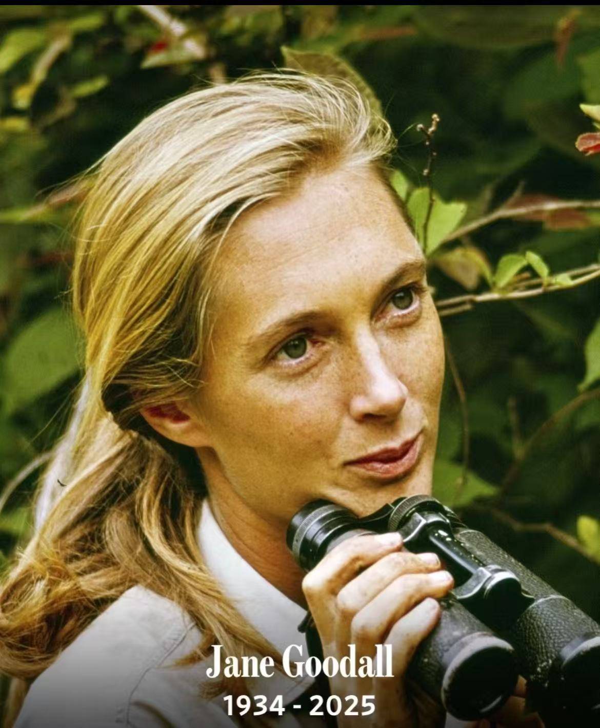 纪念珍·古道尔:“不能只靠科学改变世界,我们还需要希望”