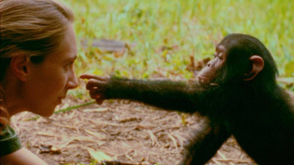 纪念珍·古道尔:“不能只靠科学改变世界,我们还需要希望”