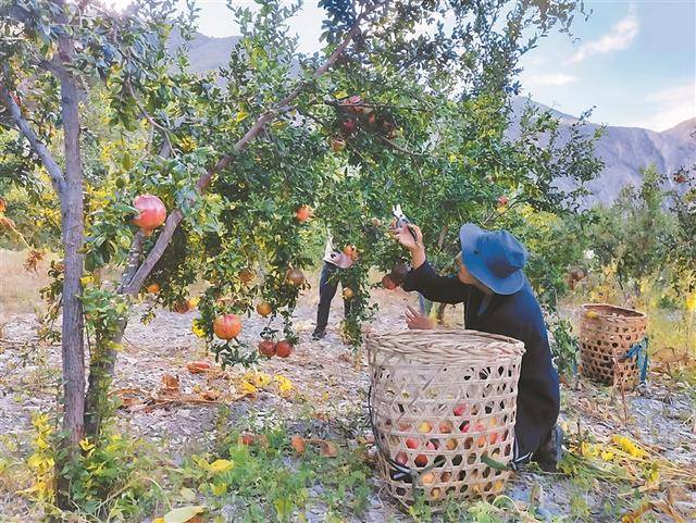 红石榴点亮高原秋