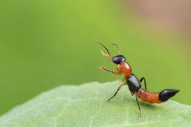 “飞行的硫酸”,来了