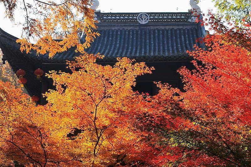 霜降已到,全国红叶上线中!这些“出片宝地”藏不住了