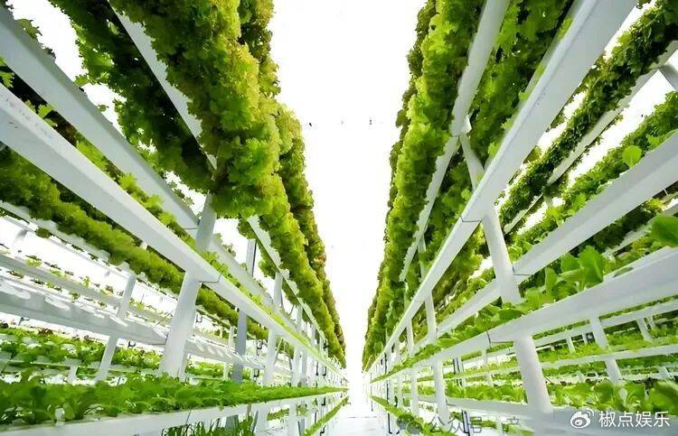 荷兰非常小的一个国家,为何诞生了许多大名鼎鼎的公司?