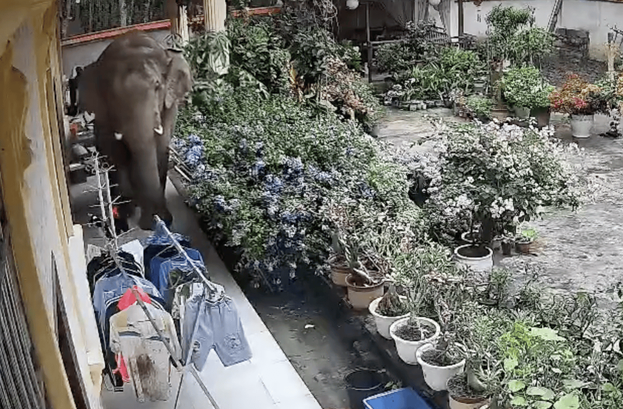 监拍云南勐腊野生大象闯入居民家，顶开铁门后院中散步，野保：如有损失，有专门保险